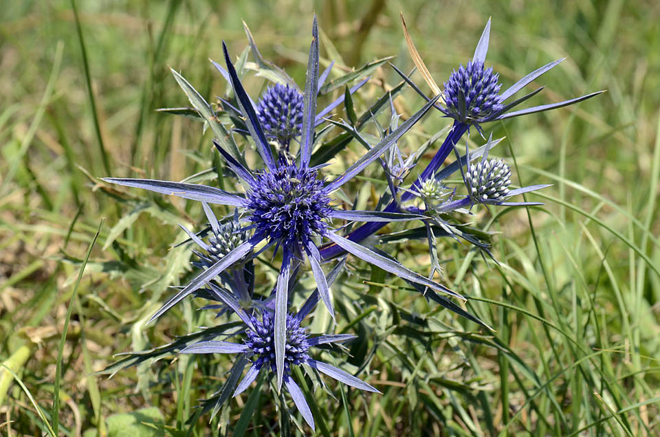 Eryngium amethystinum / Calcatreppola ametistina